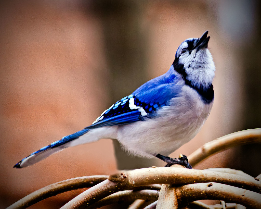 A Singing Blue Jay. ROBERT SCOTT Flickr