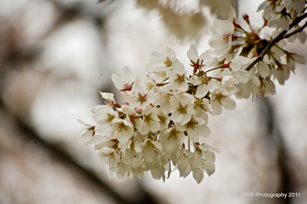 National Cherry Blossoms Festival Day 5 Washington D.C. … Flickr