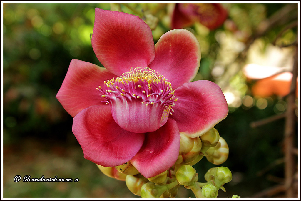 6454 nagalinga flower This large deciduous tropical tree… Flickr