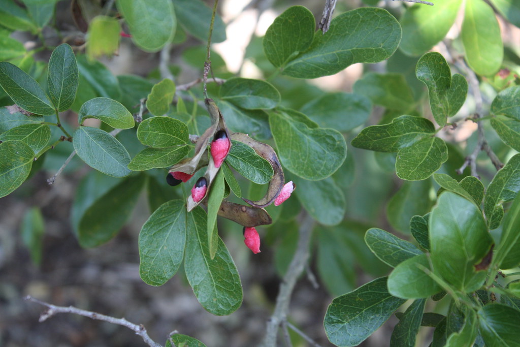 Cat Claw / Cat claw / Pithecellobium keyense This often sp… Flickr