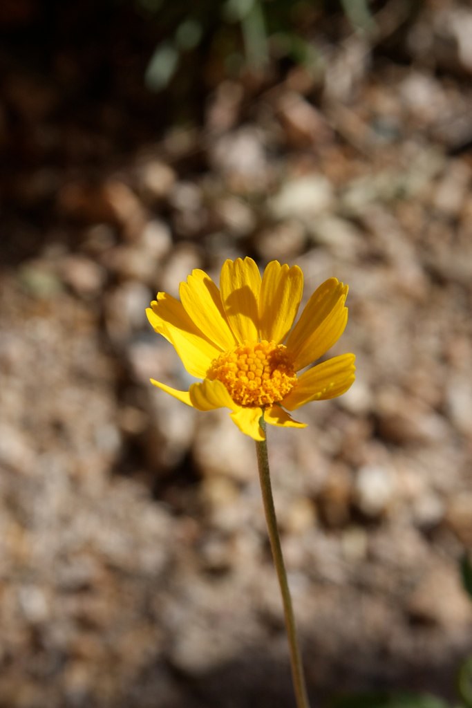 Yellow Flower, Phoenix, AZ Tadson Bussey Flickr