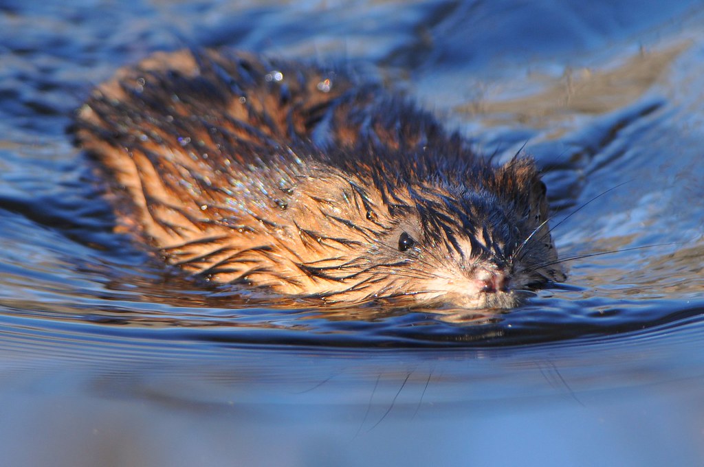 muskrat Millenium Park, West Roxbury, MA. Ted Bradford Flickr
