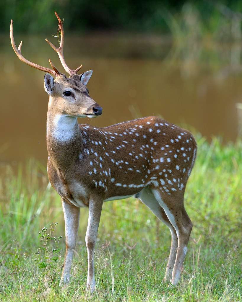 Perfectly formed Spotted Deer Wildlife seen in Sri Lanka S… Flickr
