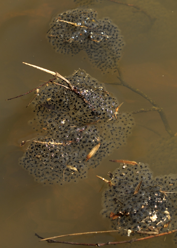 Egg mass Wood frog egg mass. Andrew Snyder Flickr