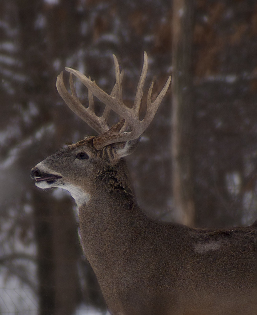 Monster Buck A giant Wisconsin Buck. Photo taken January 1… Flickr