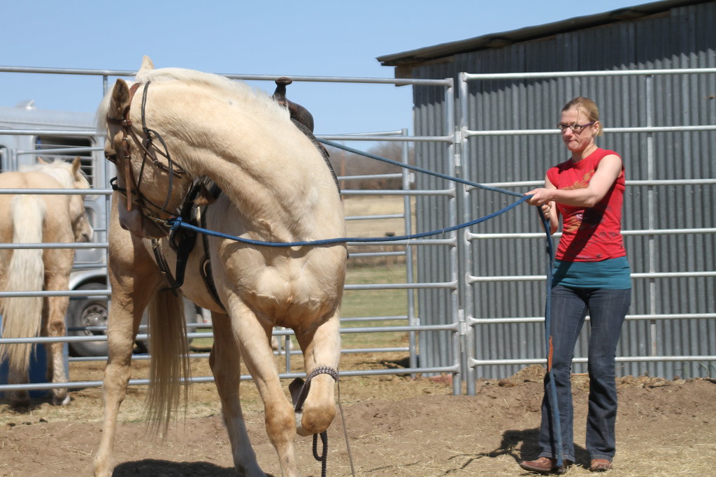 RM Performance Horses Texas A week spent with Maddy and … Flickr