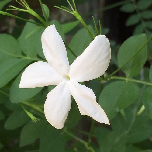 Beautiful Jasmin blossom in the stunning garden travelc… Flickr