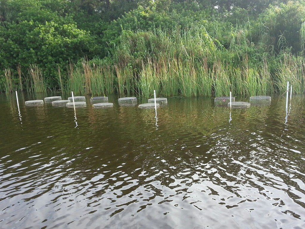 Tape Grass Cluster The South Florida Water Management Dist… Flickr