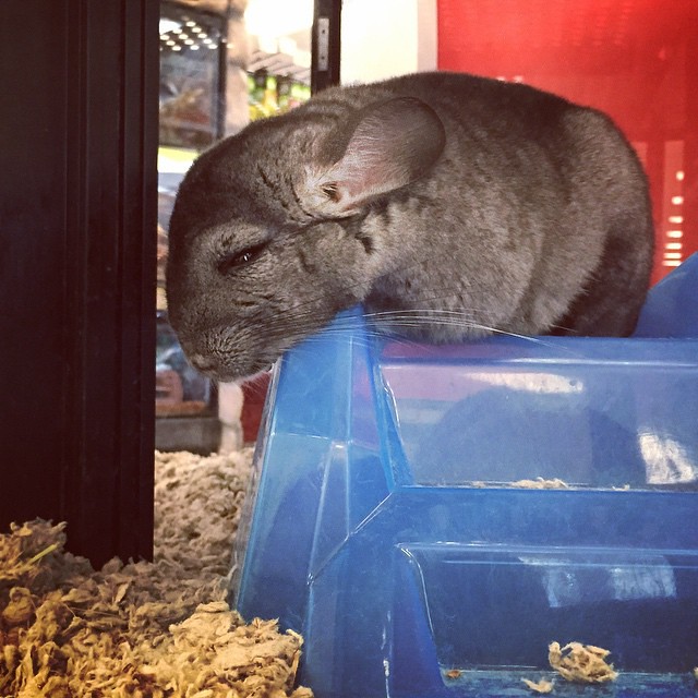 Such a cute and sad looking chinchilla! 💙💙💙 c… Flickr