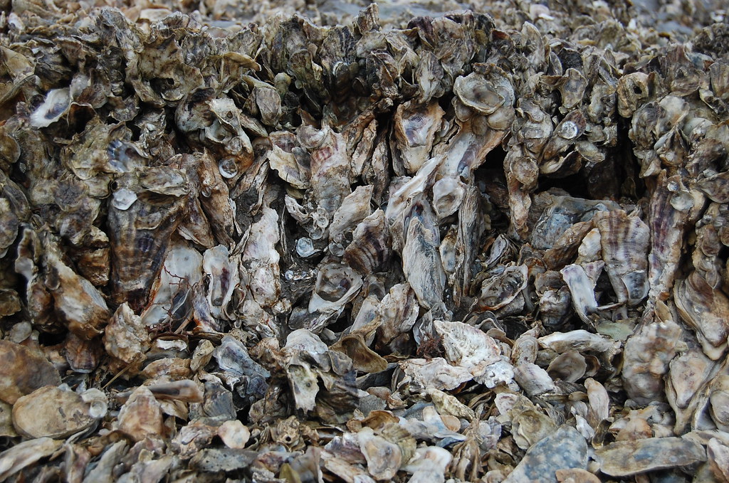 DSC_0411 Barnacles and oysters, Cedar Key Railroad Trestle… Flickr