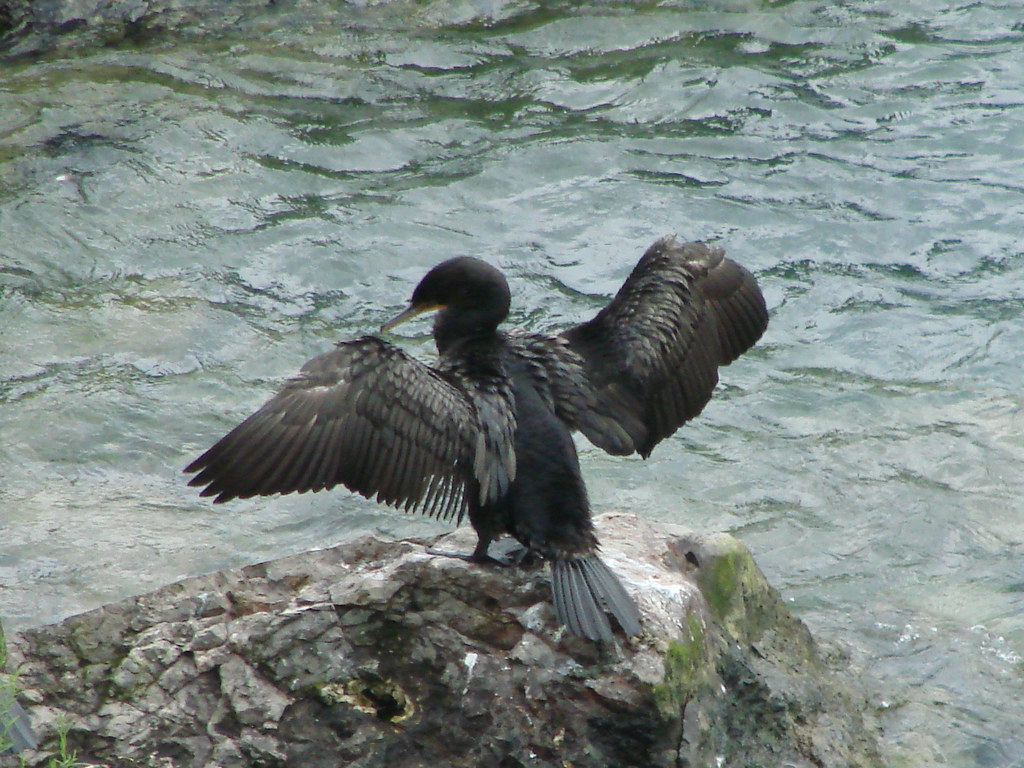 Cormorant, Doublecrested Niagara Falls, NY Mary Backus Flickr