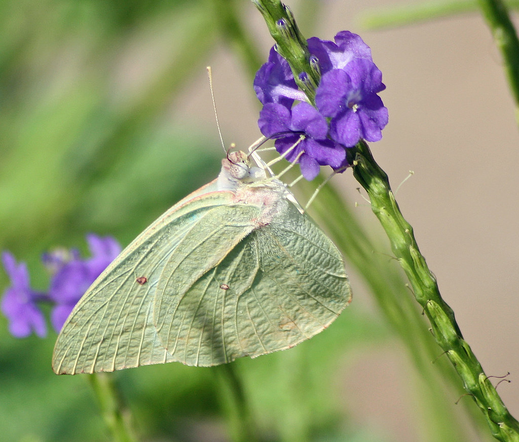Pale Green Butterfly I really don't have a clue as to the … Flickr