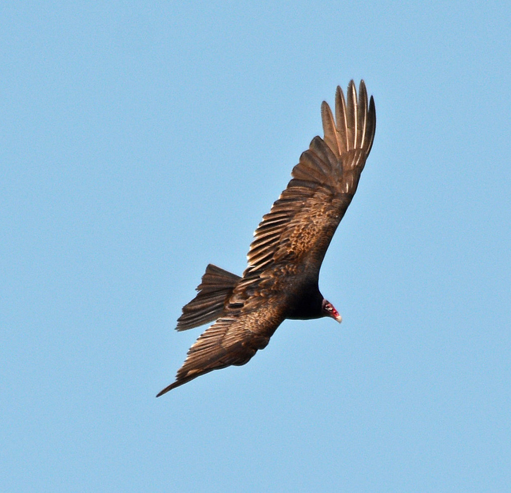 Turkey vulture Indianapolis, IN carpingdiem Flickr