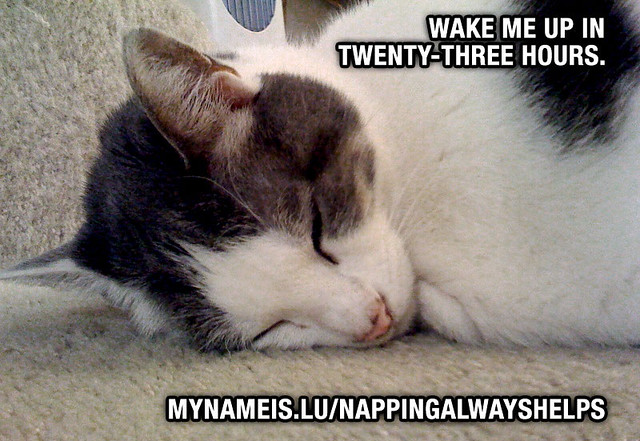 nappinghelps Caption Cat Flickr