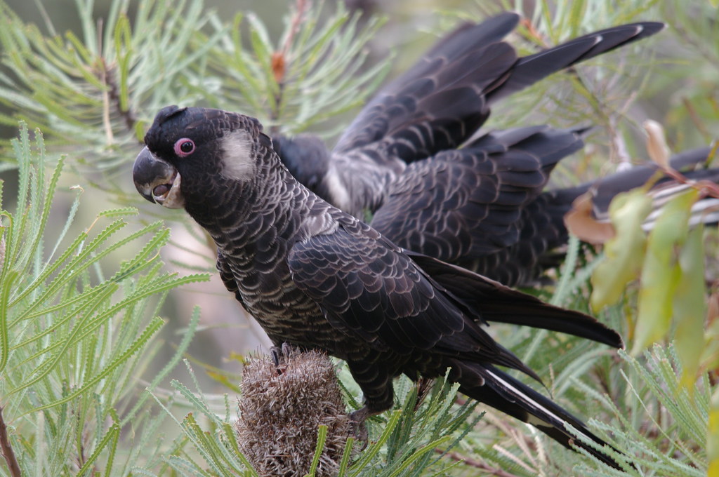 carnaby's black cockatoo (male) This photo was taken in th… Flickr