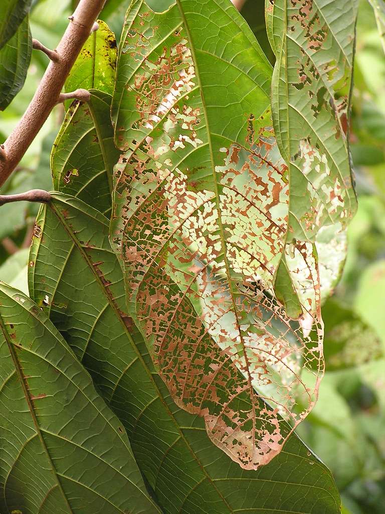 Cacao leaf windowing caused by feeding of the Chinese rose beetle