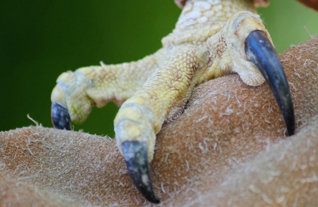 Vulture Claw Morris Hunt Flickr