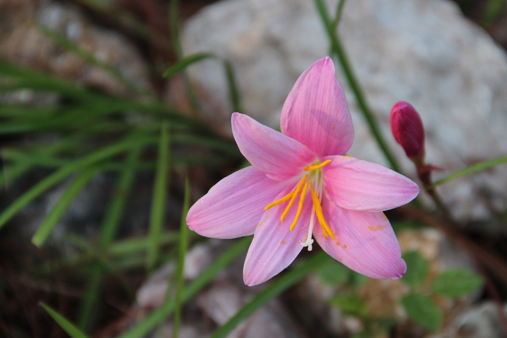 Flower at Kalaw, Myanmar Beautiful Creation Flickr
