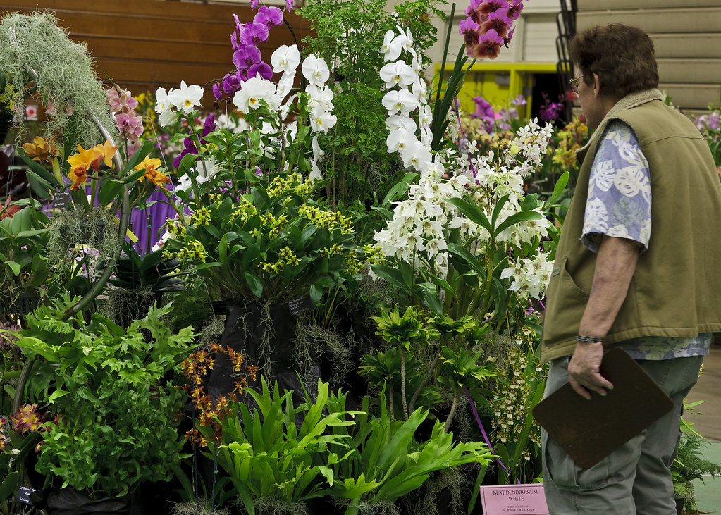 2011 Kunia Orchid Show Flickr