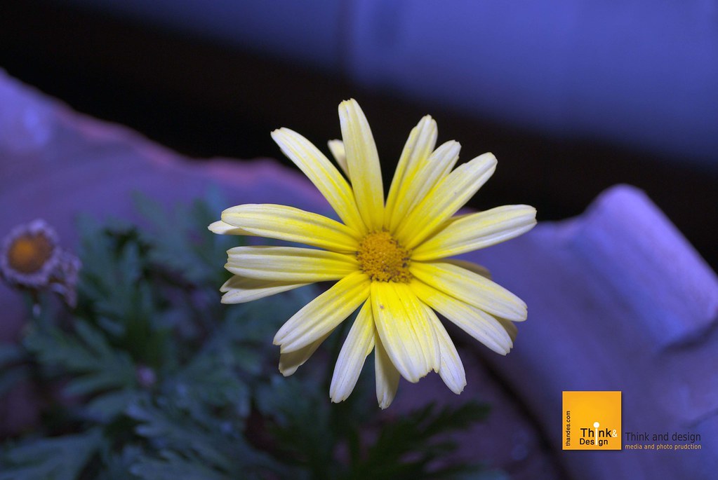 flower in jordan Amman a flower i have take a photo for it… Flickr