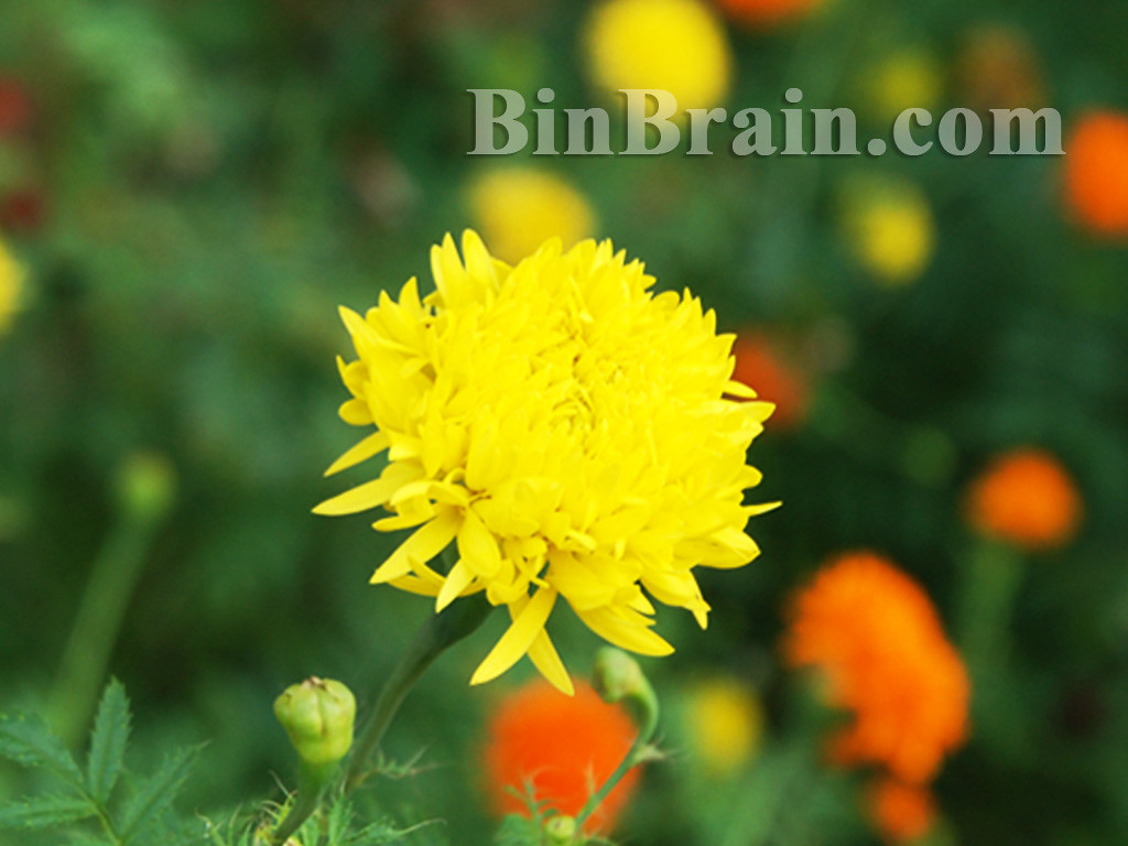 Jamanthi Flowers For more videos visit www.binbrain.tv