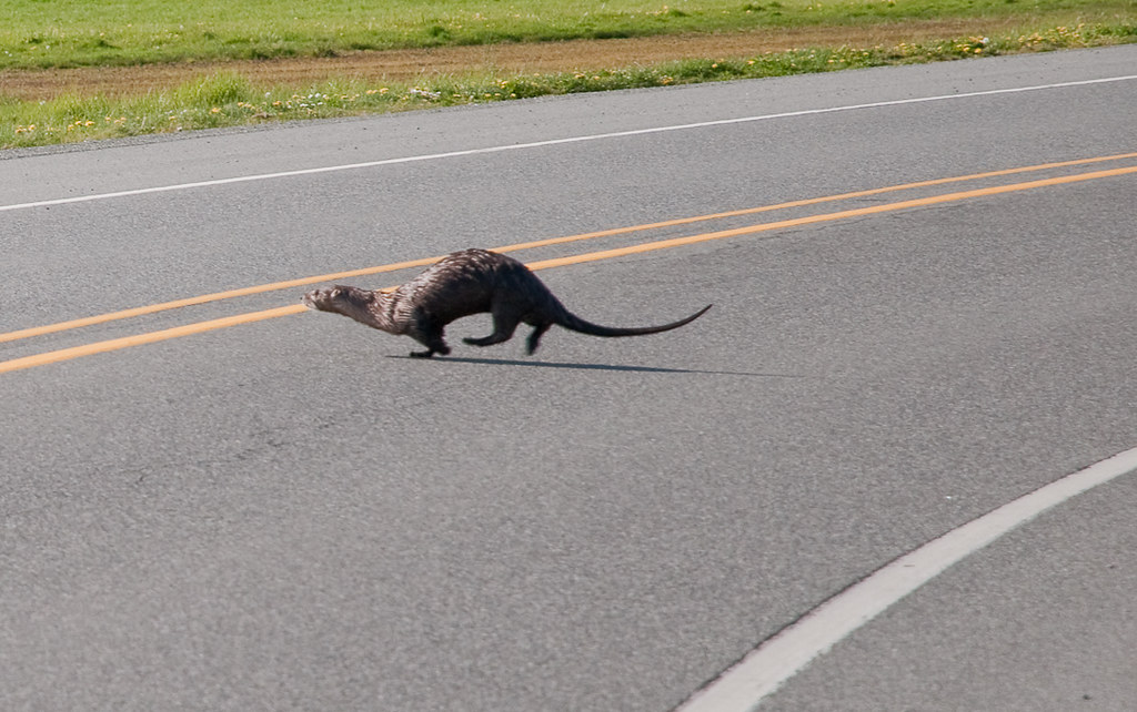 Why did the otter cross the road? It was a curious sight. … Flickr