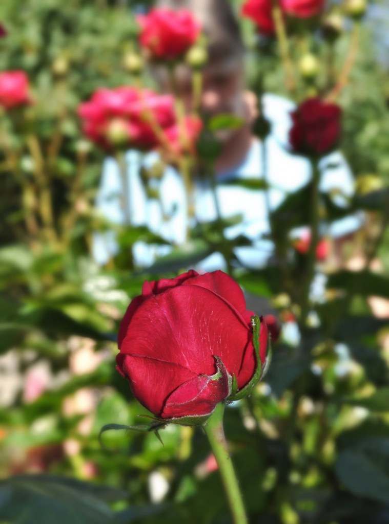 Red Roses for a Blue Lady Our Daily Challenge Song Lyrics Flickr