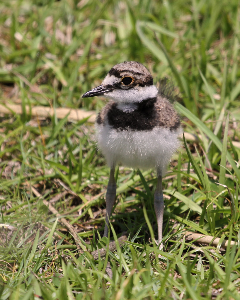 Killdeer Baby Killdeer 30apr11 Roanoke Island, NC Jeff Flickr