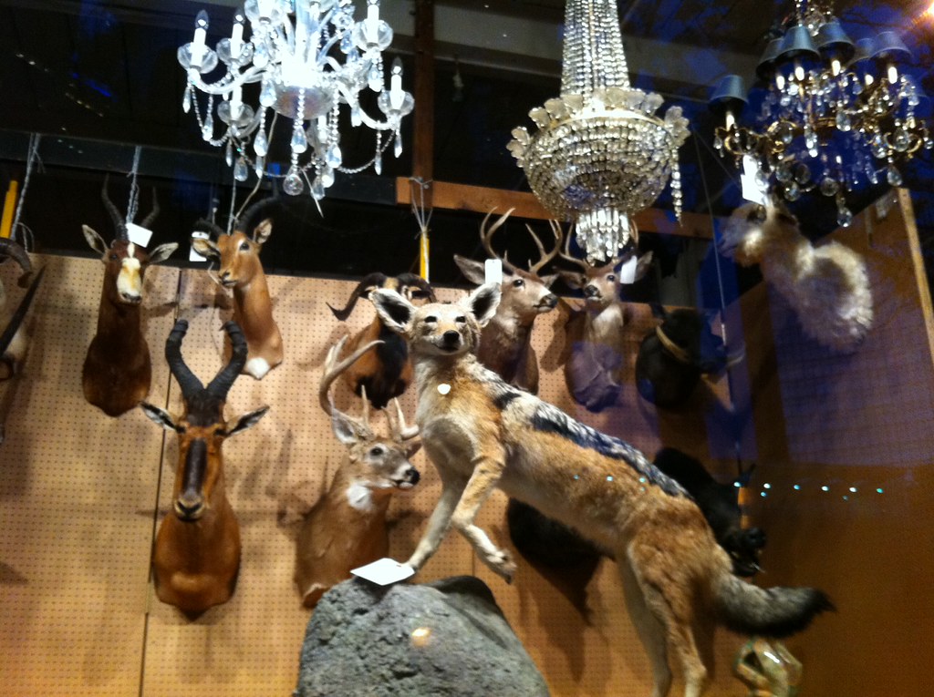 Taxidermy across from GM's headquarters. These animals are… Flickr