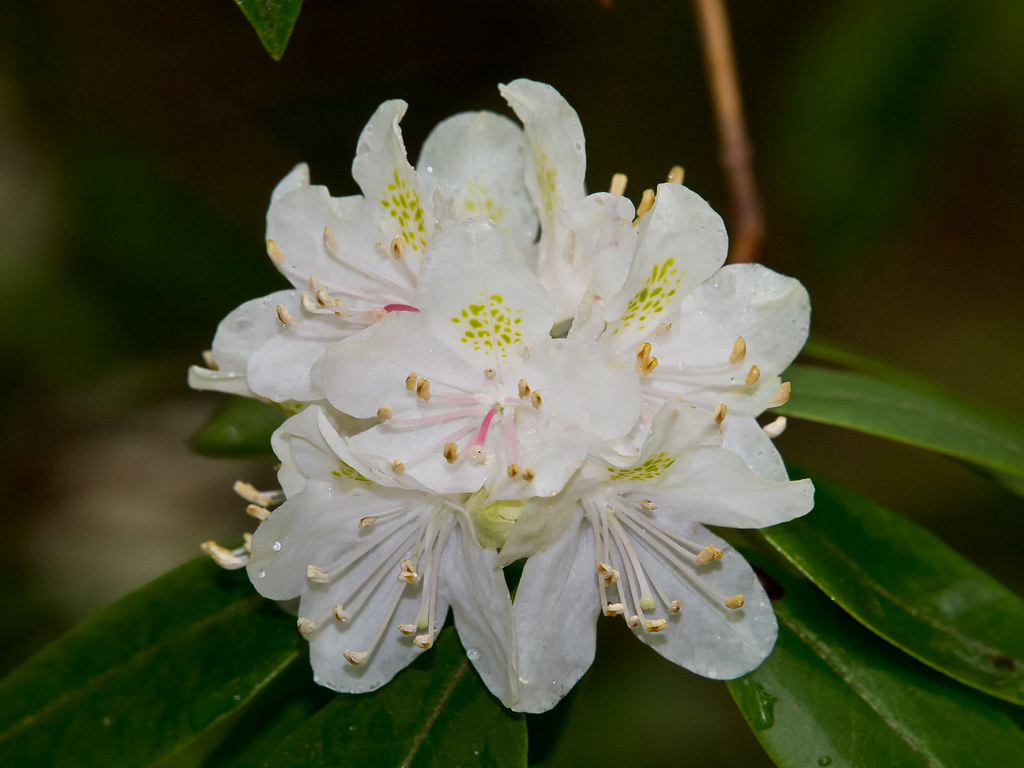 Rhododendron carolinianum (Carolina Rhododendron) Day trip… Flickr