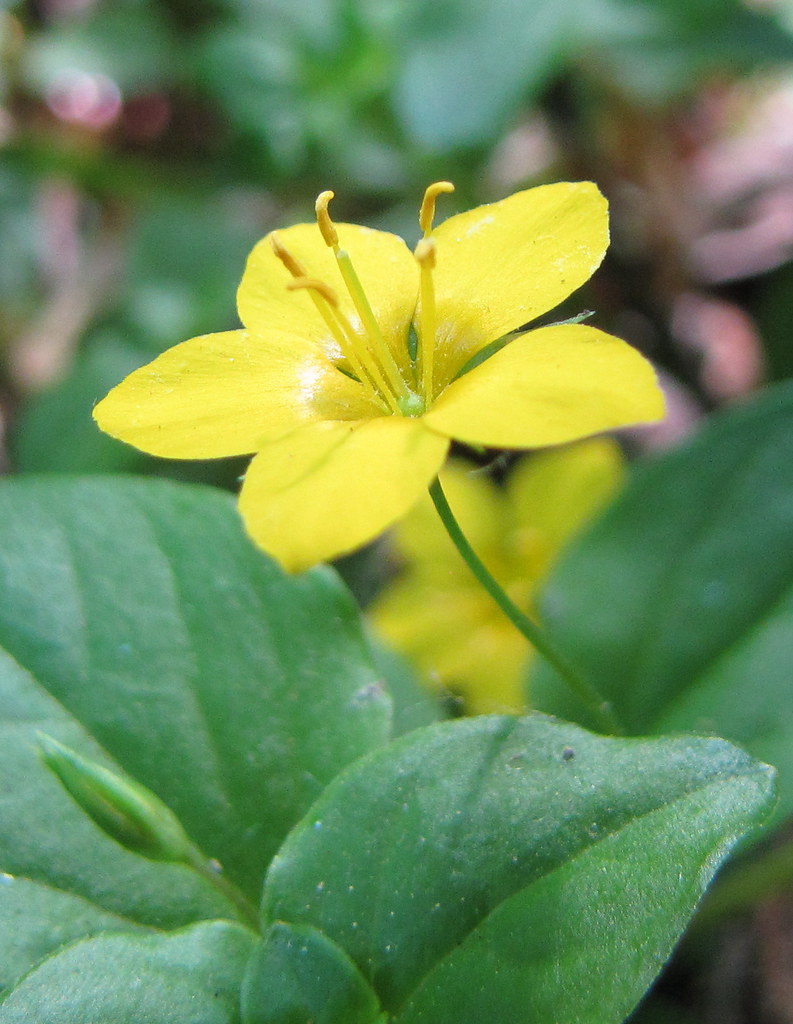 Yellow Pimpernel (Lysimachia nummularia) Summerfields Wood… Flickr