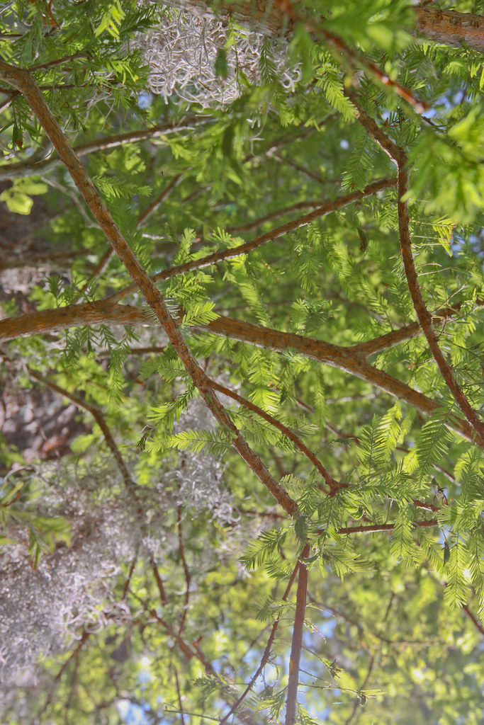 IMG_3647 Bayou L'Ourse Nature Trail Bayou L'ourse, Louisia… Flickr
