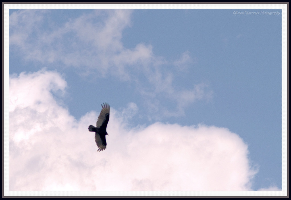 Circling Turkey Buzzard The hawk circling in the blue loft… Flickr