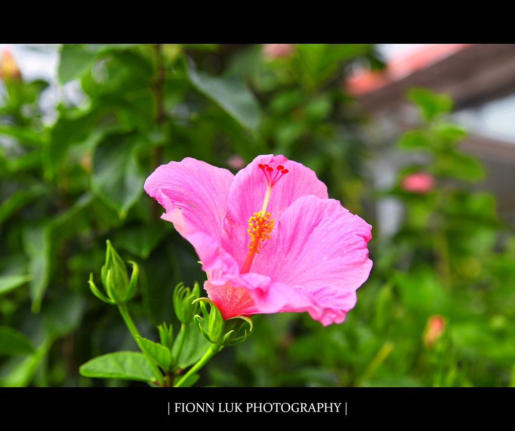 Kona's Flower Hawaii flowers are always beautiful and eye … Flickr