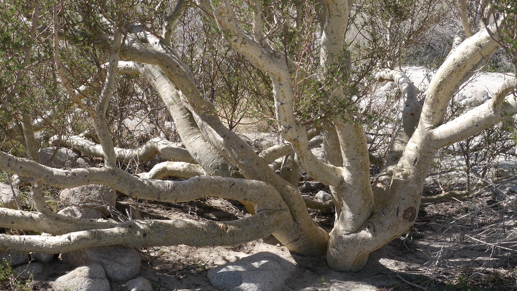 Elephant Tree Trail 12 Bursera microphylla; Elephant Tre… Flickr