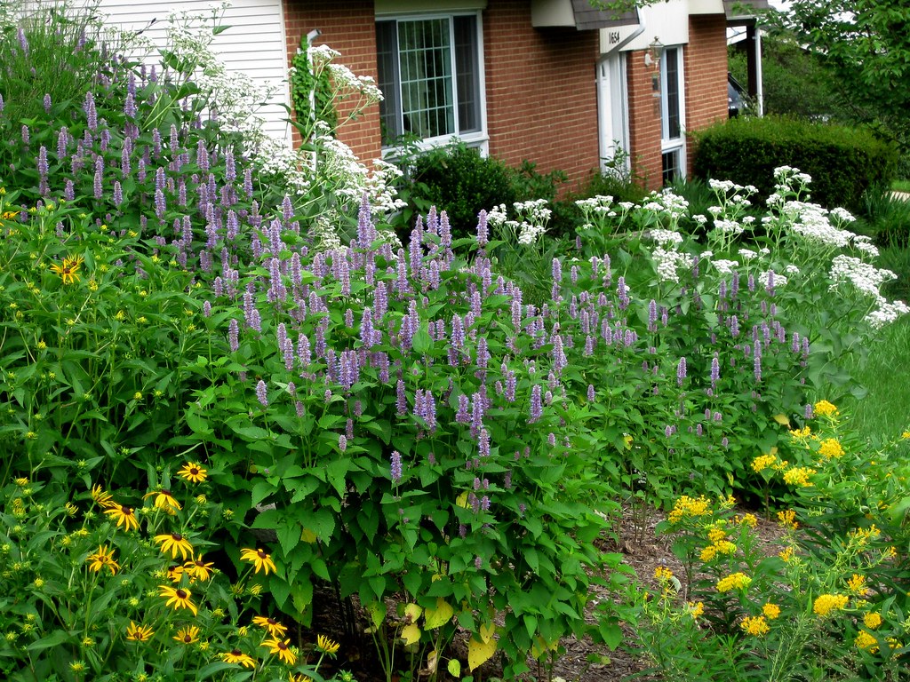 Native Plant Garden Magee Design John Magee Flickr