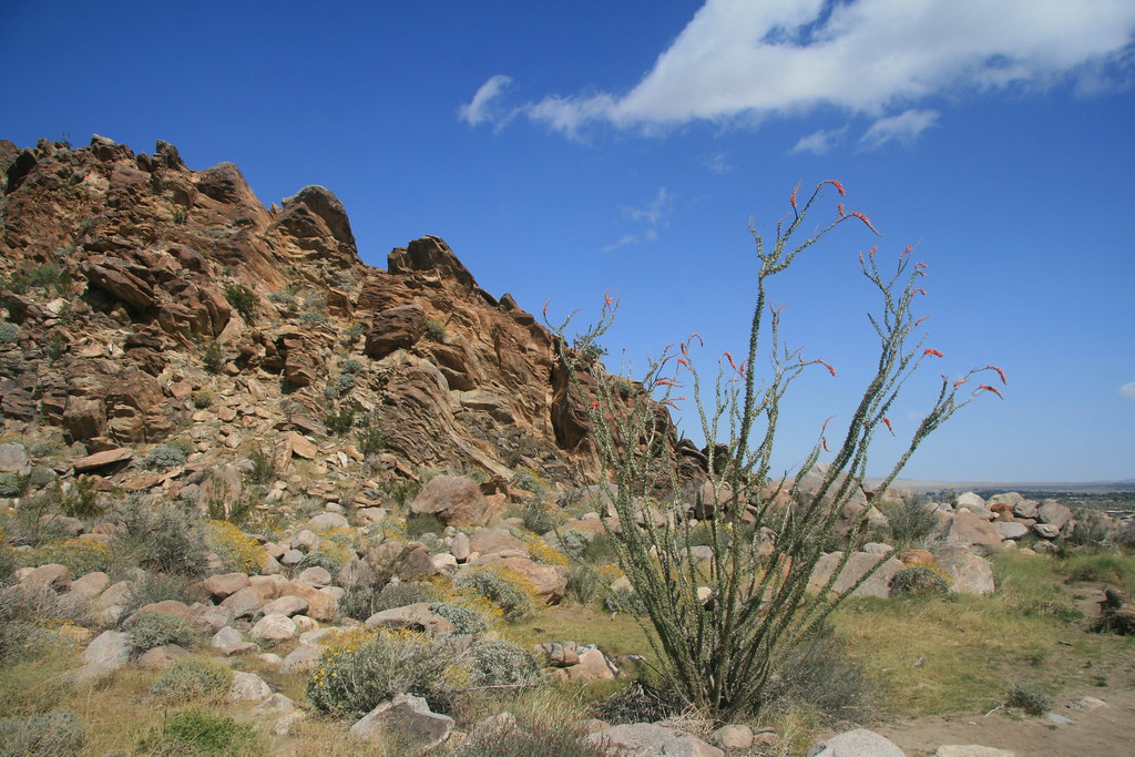 Ocotillo And Val Vista at Jennifer Bates blog