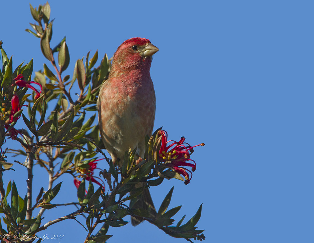 Purple Finch SC Arboretum, Santa Cruz, CA. 442011 Ken Fenicia Jr. Flickr