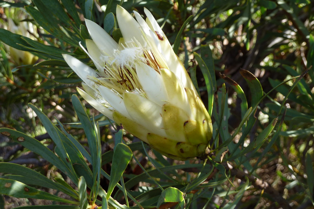 Ann55 063 Protea near Arabella Estate neville21 Flickr