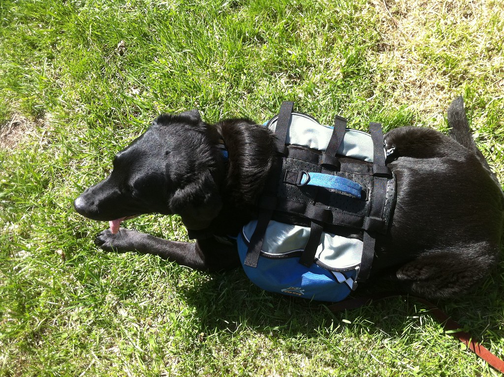 Trinity sporting her new Olly Dog pack. Trin's new pack fr… Flickr