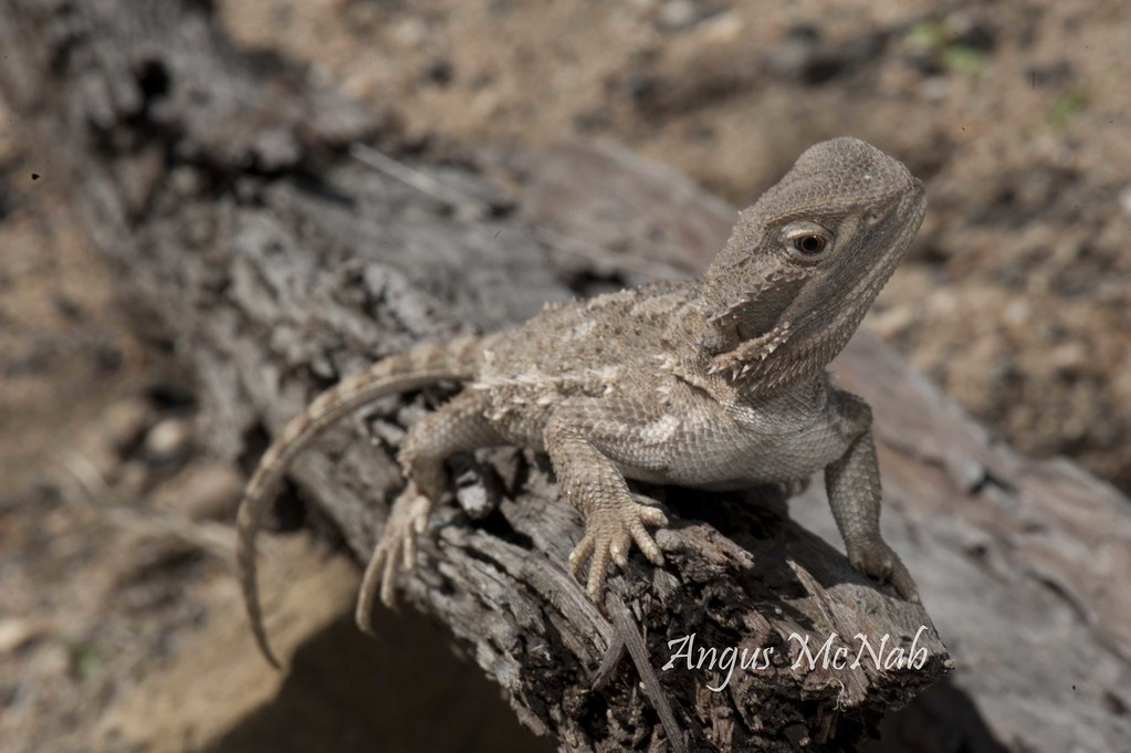 Downs Bearded Dragon (Pogona henrylawsoni) Downs Bearded D… Flickr