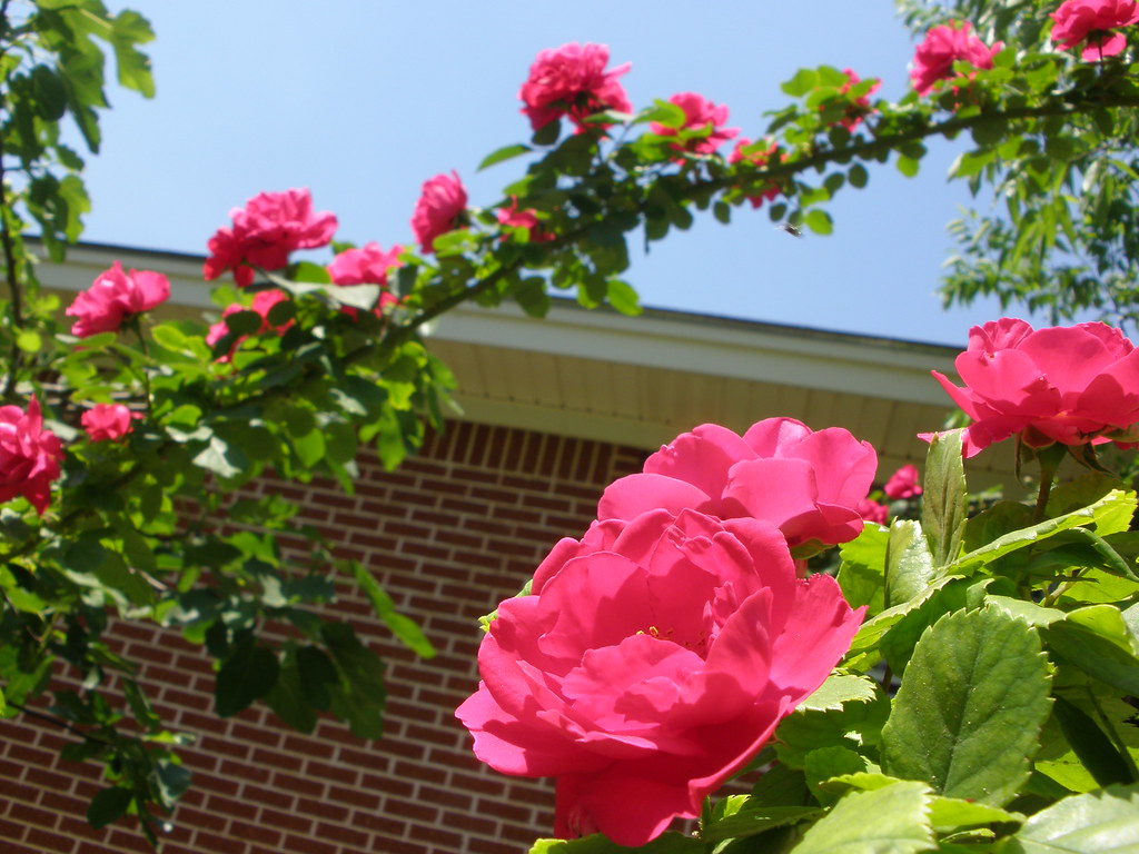 Climbing Roses Steven Polunsky Flickr