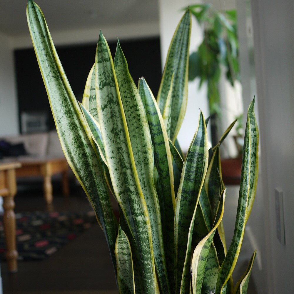 sansevieria The "snake plant" or "motherinlaw's tongue" … Flickr