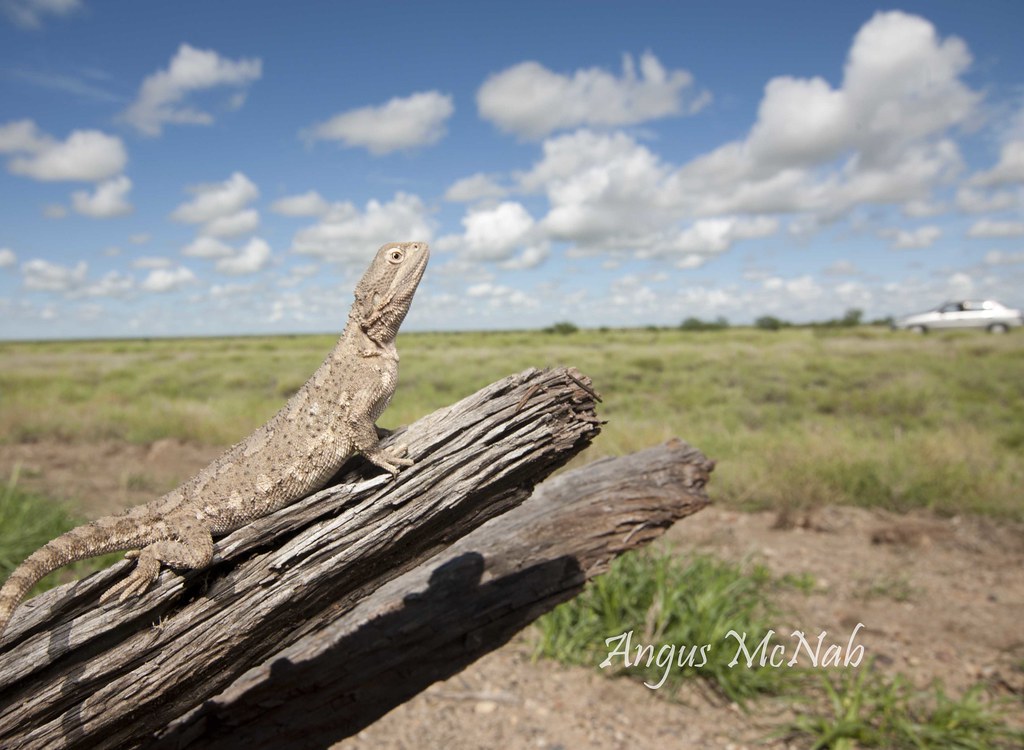Downs Bearded Dragon (Pogona henrylawsoni) Downs Bearded D… Flickr