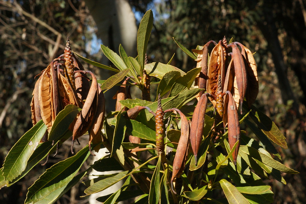 Waratah seeds Telopea speciosissima DSC08253 Ian Sutton Flickr