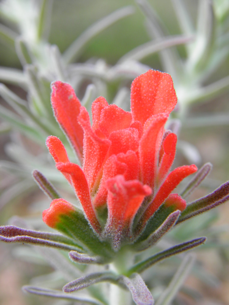 Paintbrush Plant At Lake Del Valle handsome b wonderful Flickr