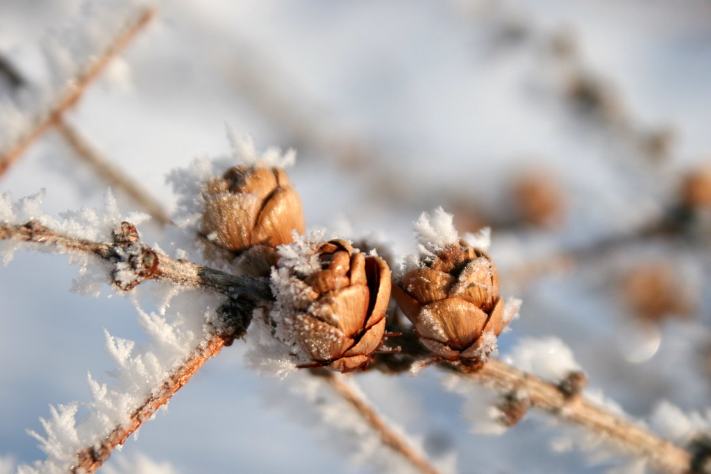 Frosted buds on a branch Christelle FV Flickr