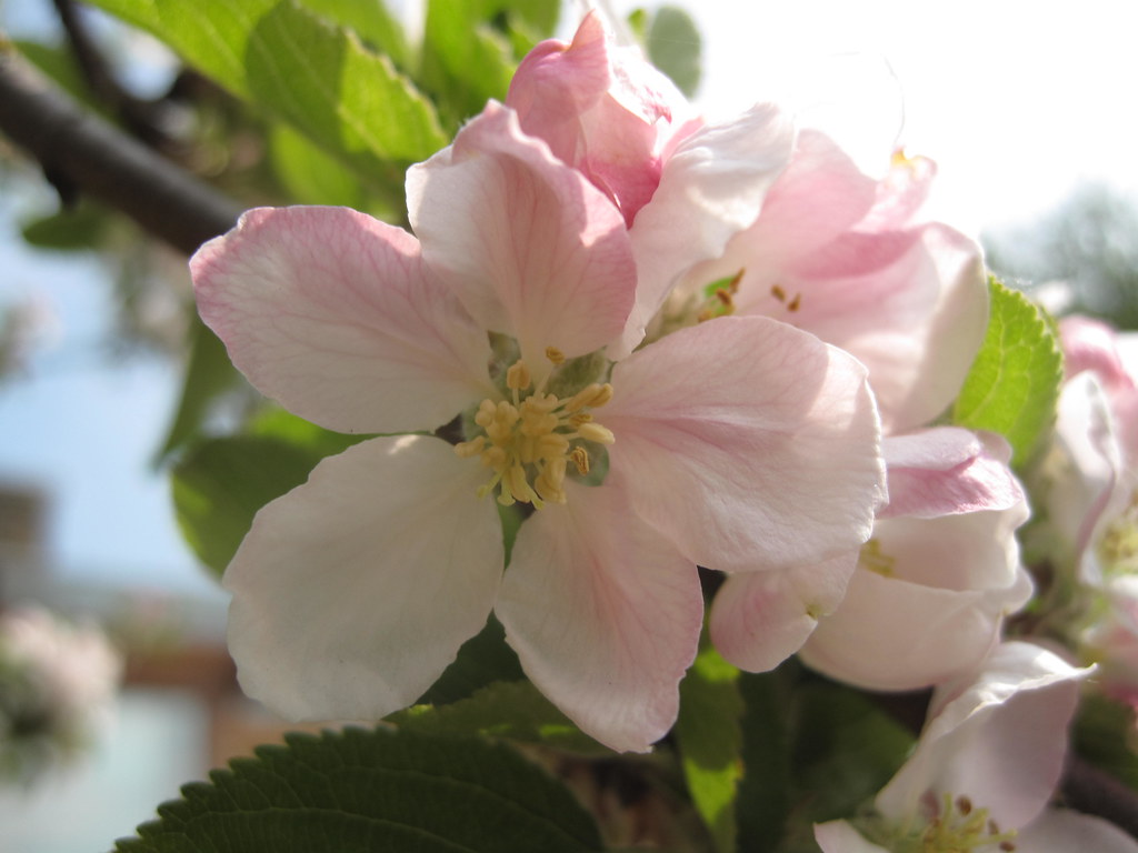 Apple Blossom Hanami (flower viewing) is a beautiful Japan… Flickr