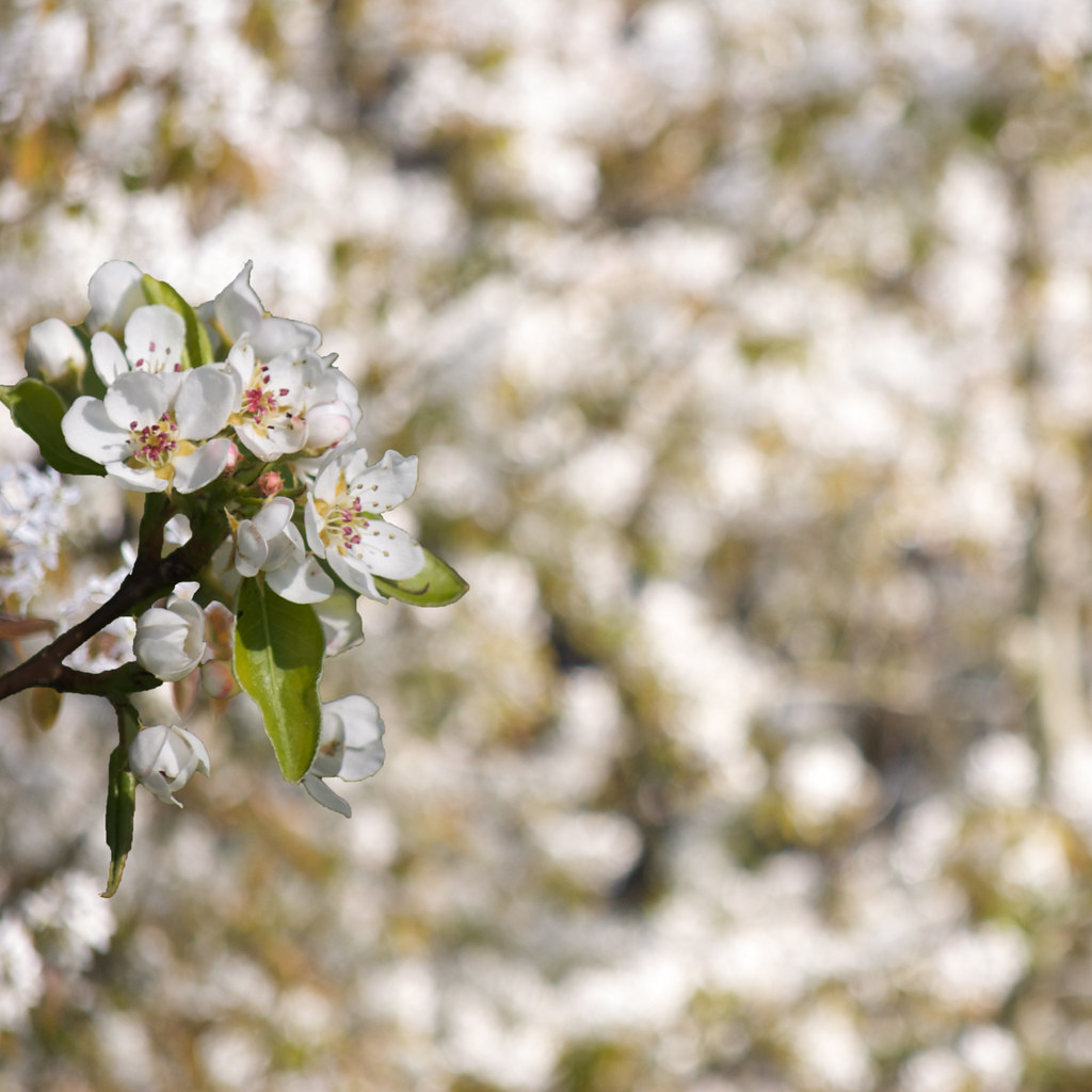 Into the white Blossom Spring time in the floralies of Gra… Flickr