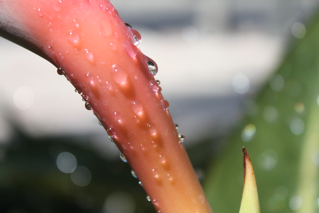 Tears Alicia García Flickr